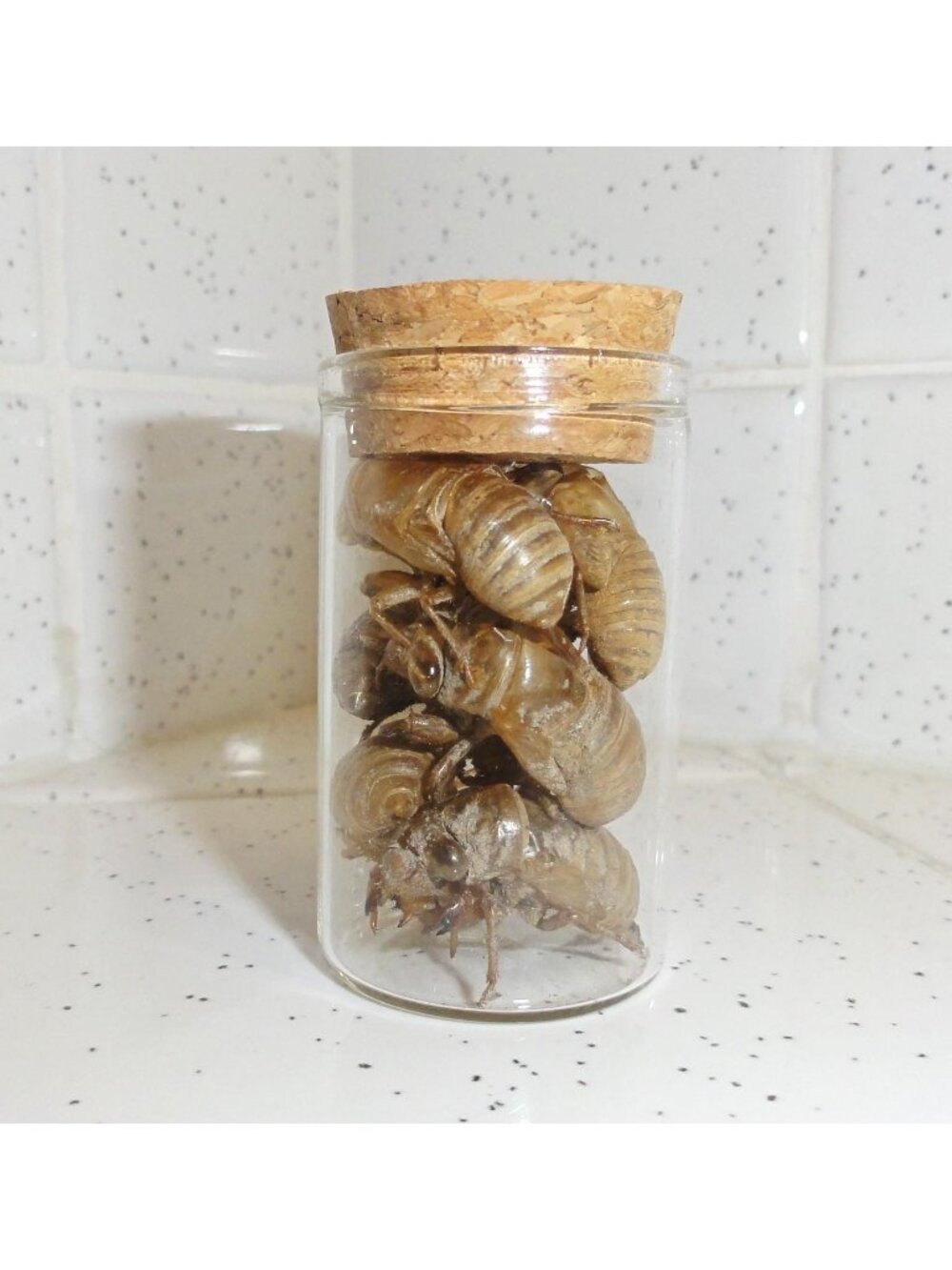 Small Oddity Jar of Cicada Skins curiosity glass vial nature cloche goth